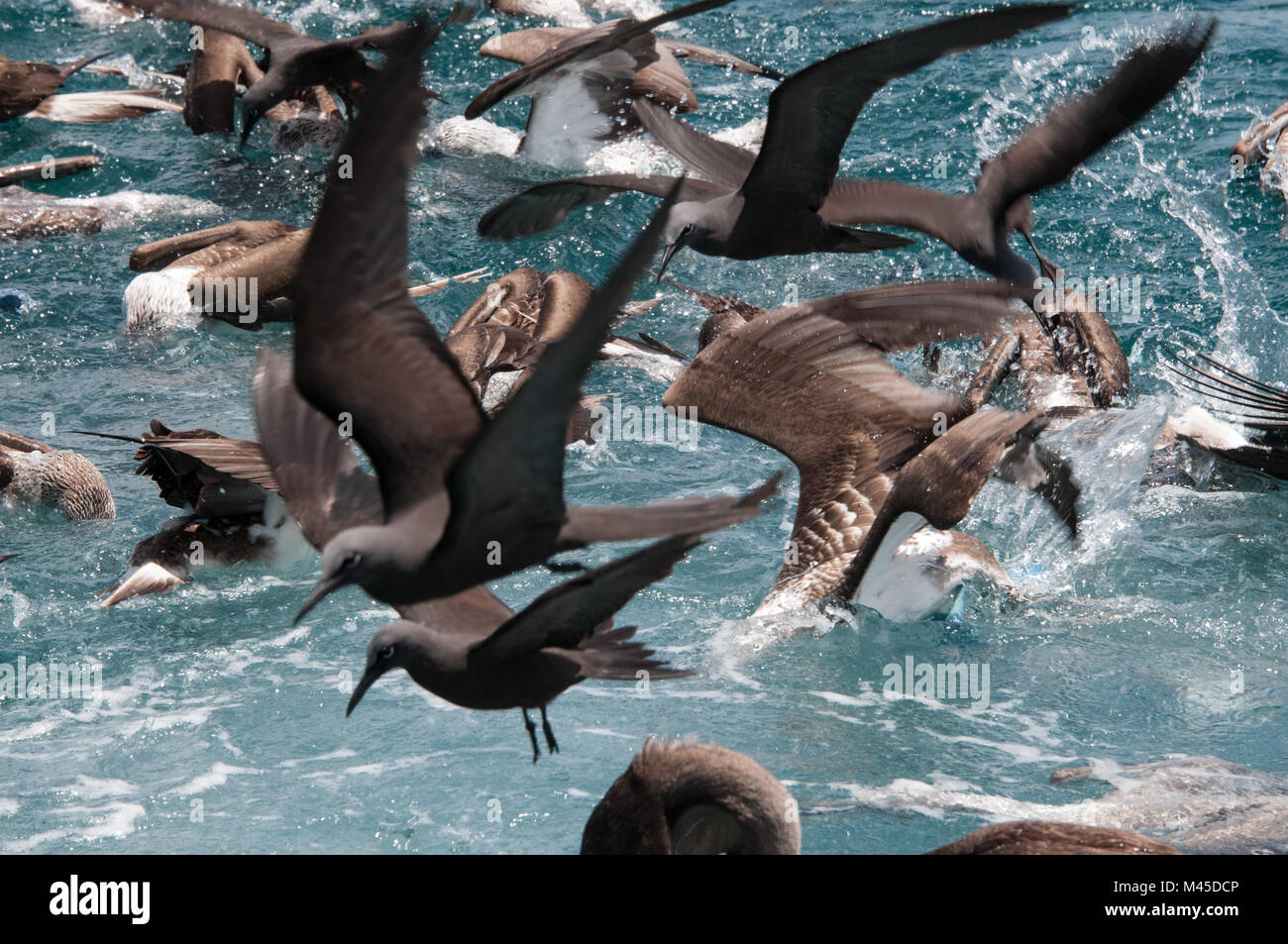 Stormo di uccelli alimentazione sulla superficie dell'acqua, Seymour, Galapagos, Ecuador, Sud America Foto Stock
