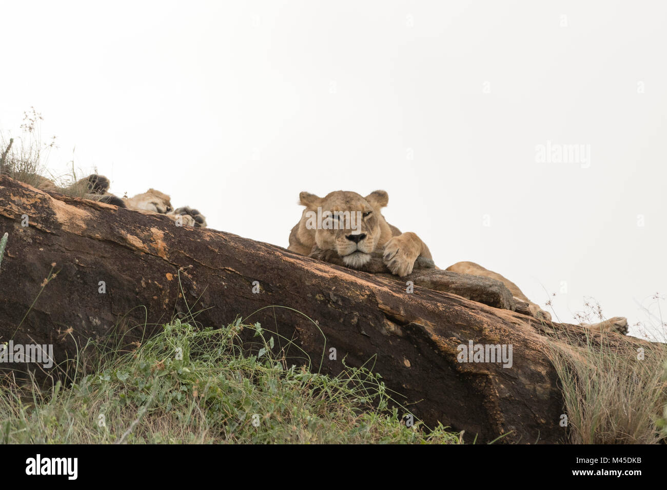 Due leonessa (Panthera leo) poggiante su un Kopje noto come Lion Rock nella riserva di Lualenyi, Tsavo, Kenya Foto Stock