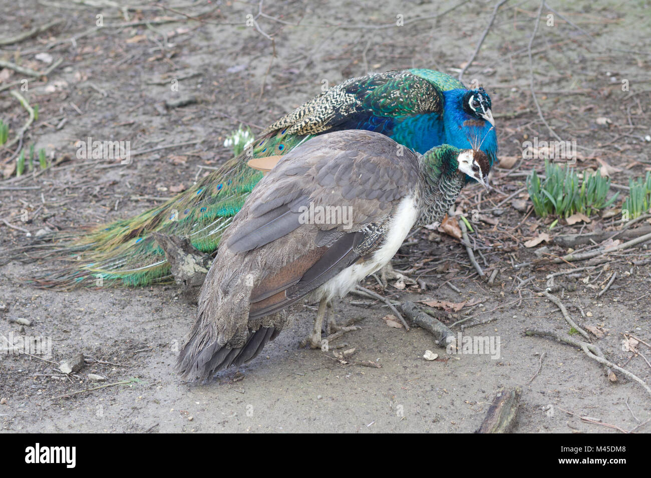 Giovane maschio e femmina peafowl Foto Stock