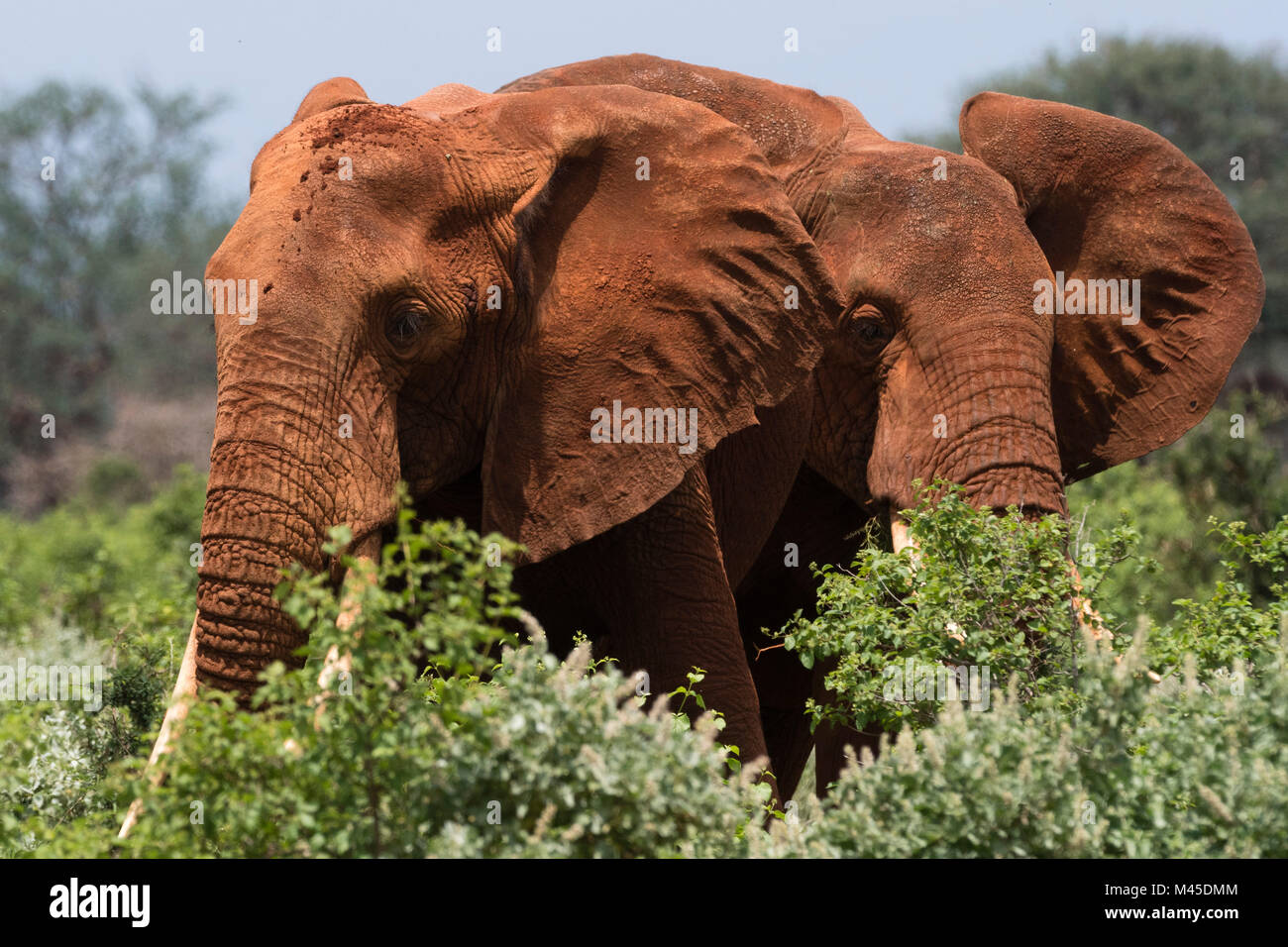 Due elefanti africani (Loxodonta africana) a piedi nella boccola, Tsavo, Kenya Foto Stock
