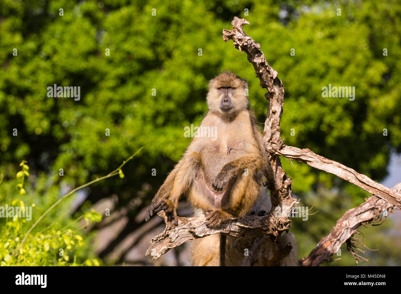 Babbuino giallo (Papio cynocephalus hamadryas) in appoggio sul ramo di un albero, Tsavo, Kenya Foto Stock