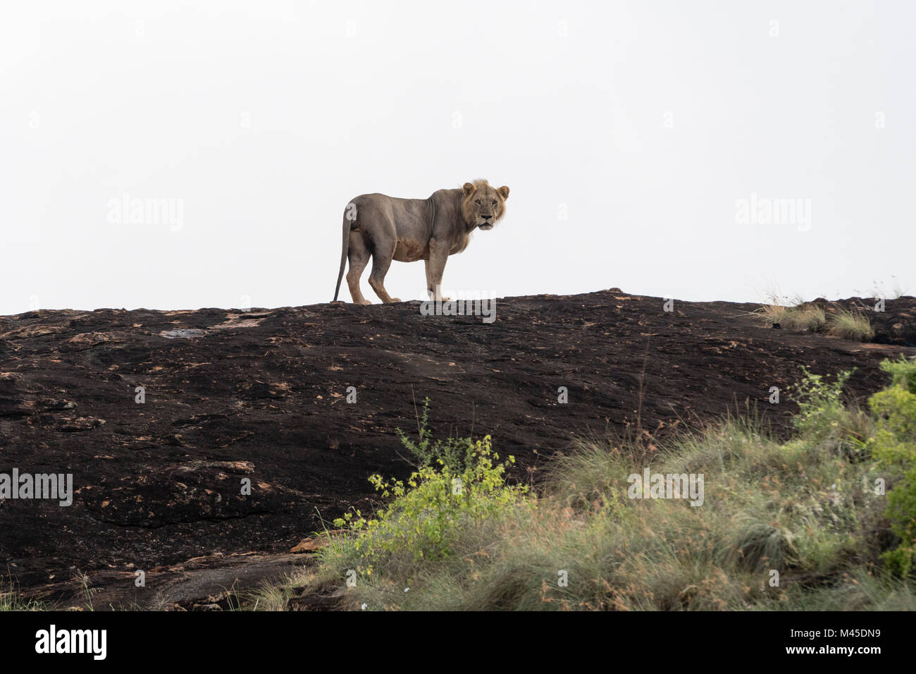 Ritratto di breve mane maschio (lion Panthera leo) in piedi su un Kopje noto come Lion Rock nella riserva di Lualenyi, Tsavo, Kenya Foto Stock