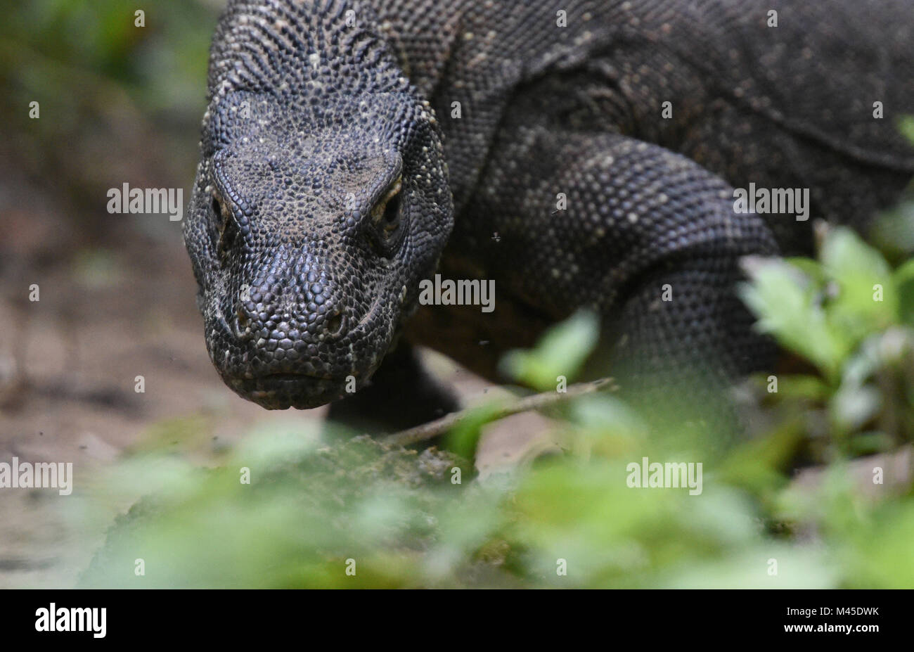 Il feroce drago di Komodo presso l'isola di Komodo, Nusa Tenggara Provincia, Indonesia. La lucertola velenosi può girare più velocemente di un campione olimpionico. Foto Stock