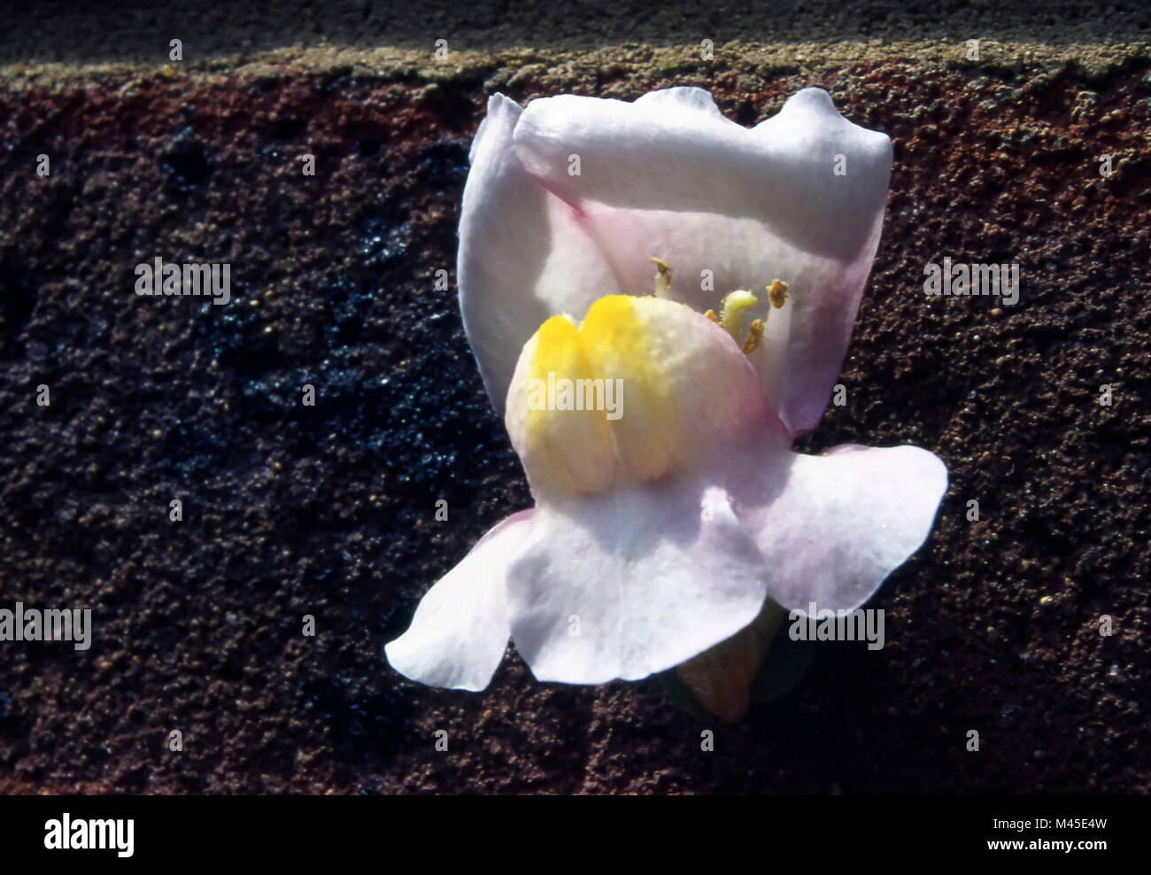 Singolo petalo antirhinum contro uno sfondo nero, abstract still-life Foto Stock