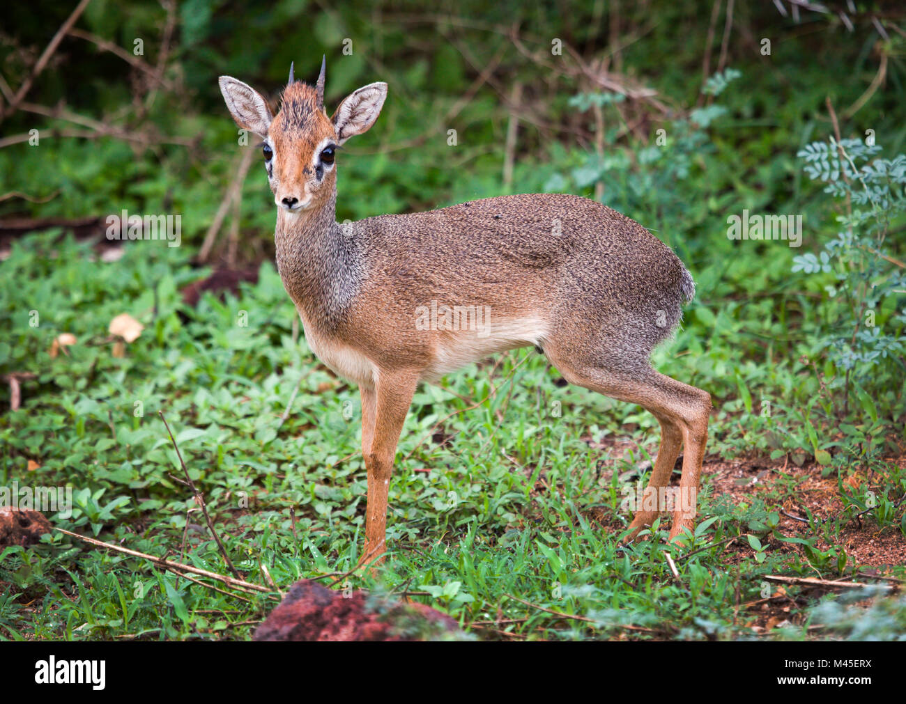 Un dik-dik. Lake Manyara national park, Tanzania Africa. Foto Stock
