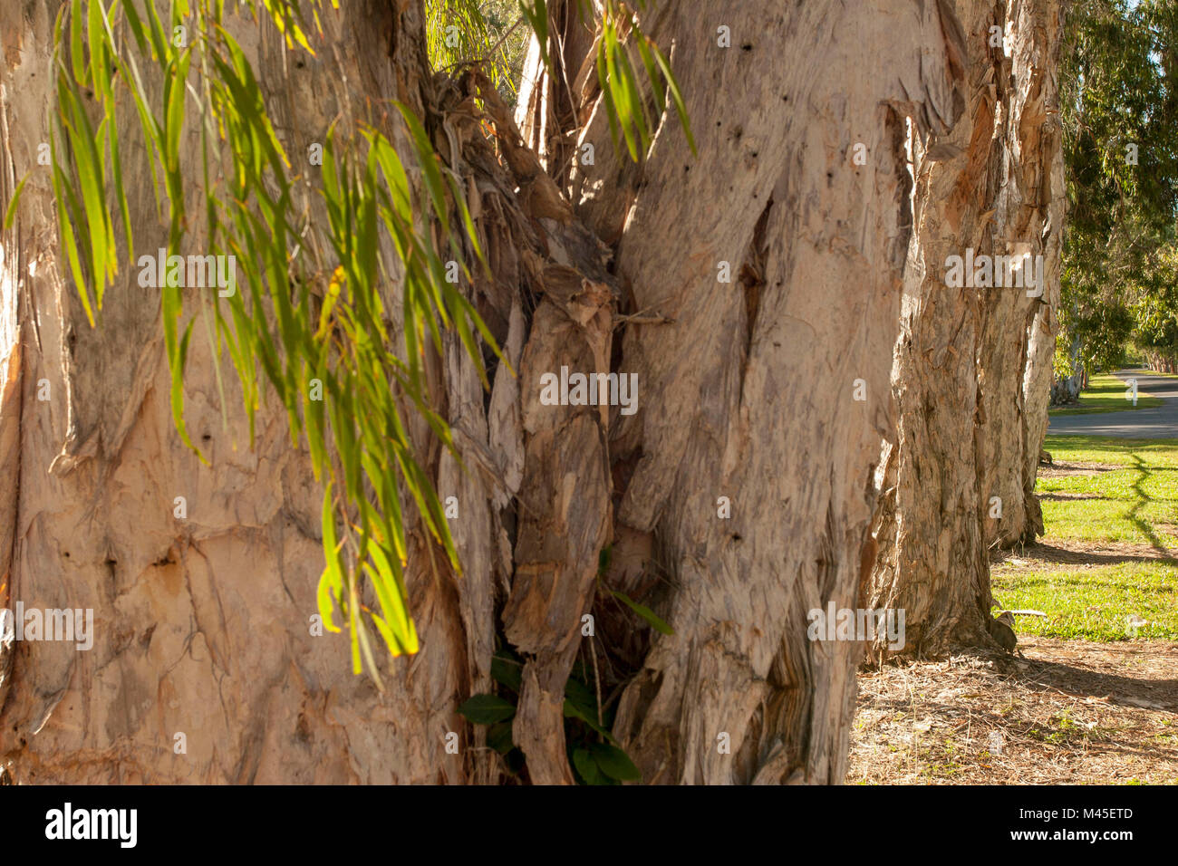 Eucalipto estratto di corteccia di albero che mostra le profonde rigature e carta-come trama a Port Douglas, Queensland, Australia Foto Stock