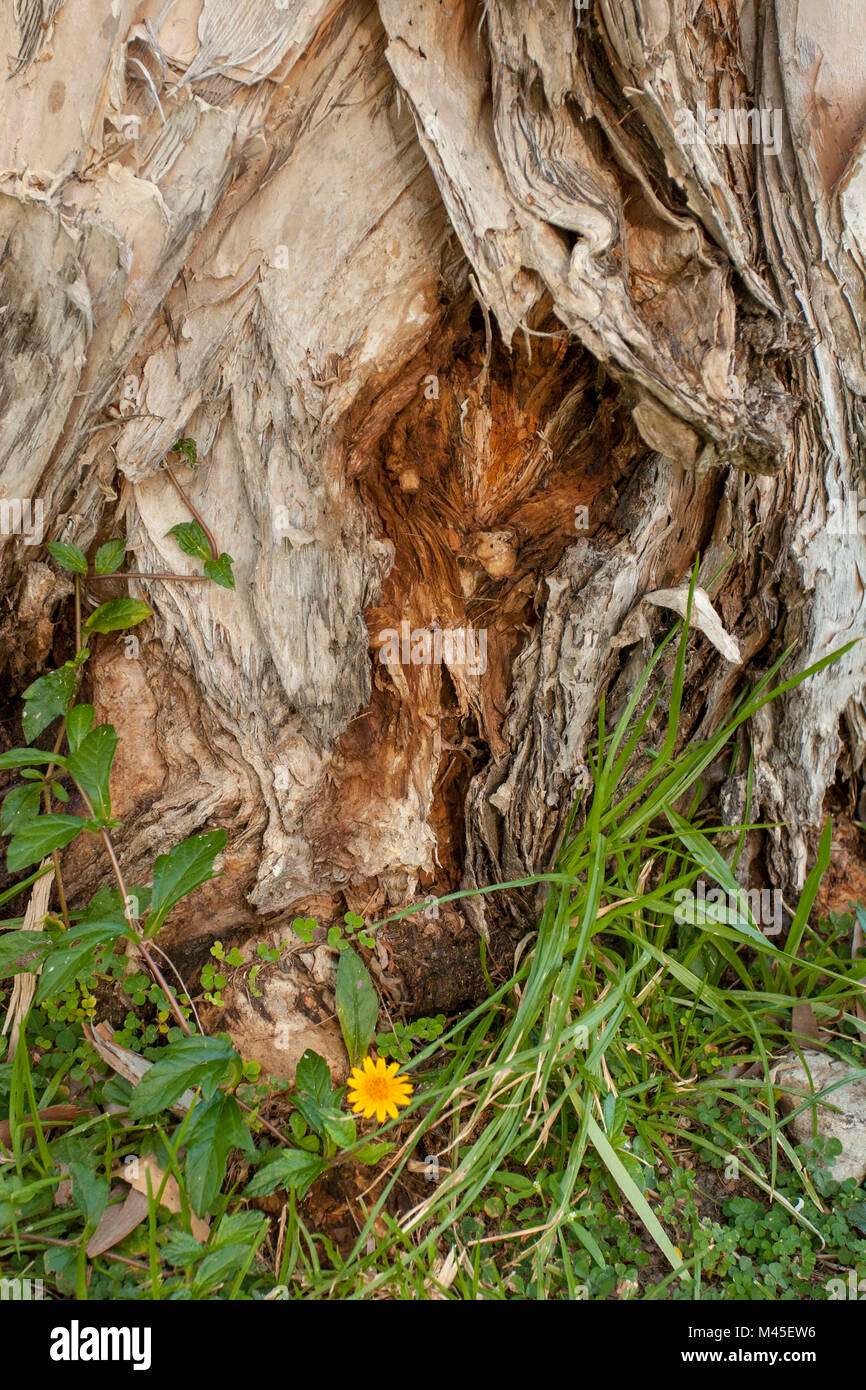 Eucalipto estratto di corteccia di albero che mostra le profonde rigature e carta-come trama a Port Douglas, Queensland, Australia Foto Stock