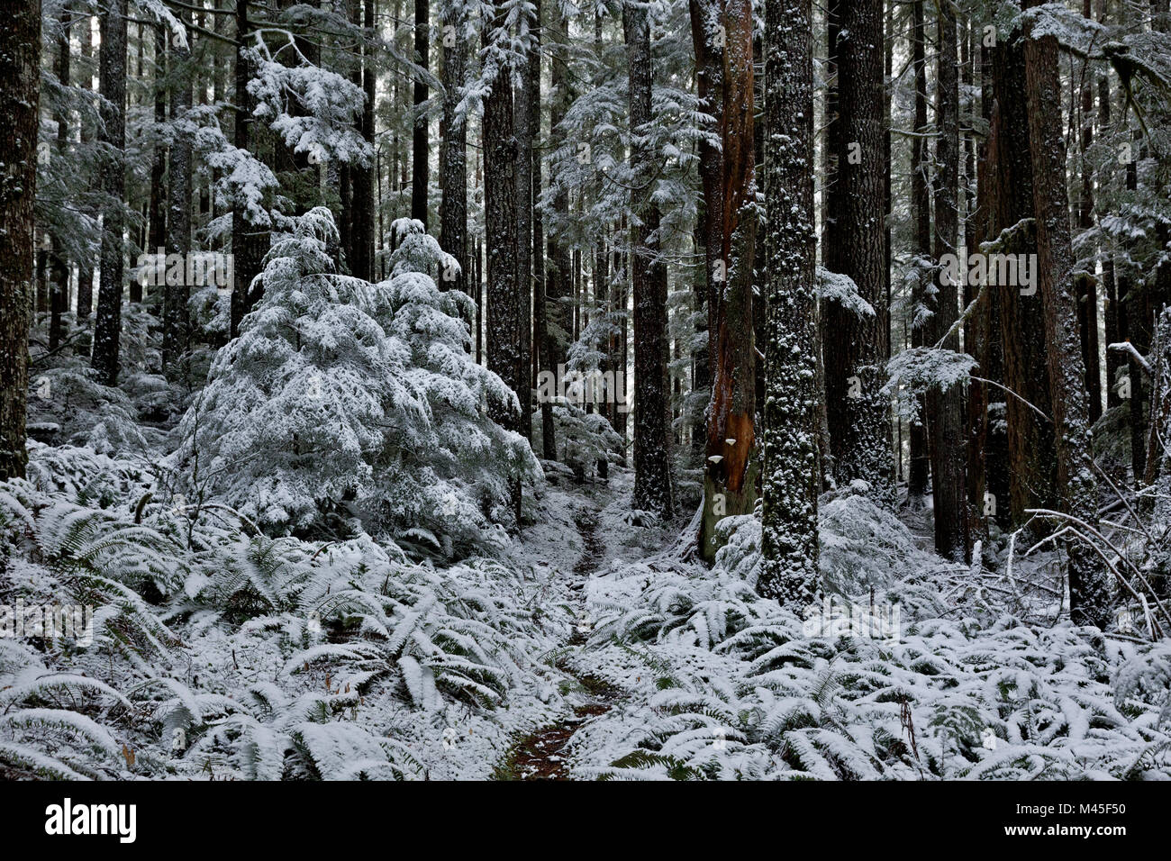 WA13412-00...WASHINGTON - la neve blanketing le felci lungo la North Fork Trail nel Sol Duc valle fluviale del Parco Nazionale di Olympic. Foto Stock