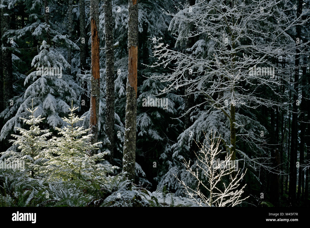 WA13415-00...WASHINGTON - Sun evidenziando coperta di neve alberi lungo la North Fort Trail nel Sol Duc valle fluviale del Parco Nazionale di Olympic. Foto Stock