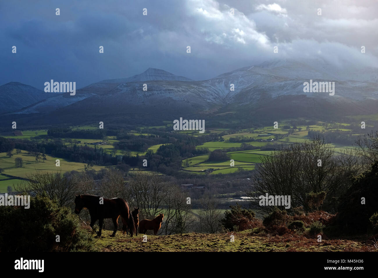Cavalli selvaggi con il Brecon Beacons mountain range in background Foto Stock