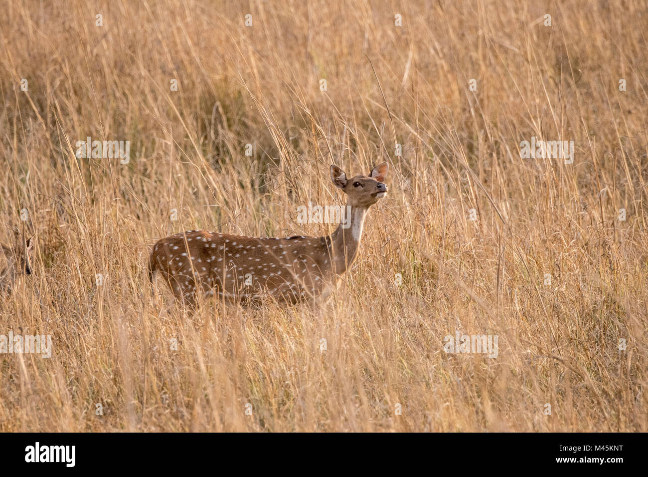 Adulto Chital selvatici o Spotted cervi rossi, asse asse, lo sniffing l'aria in Bandhavgarh National Park, Madhya Pradesh, India Foto Stock