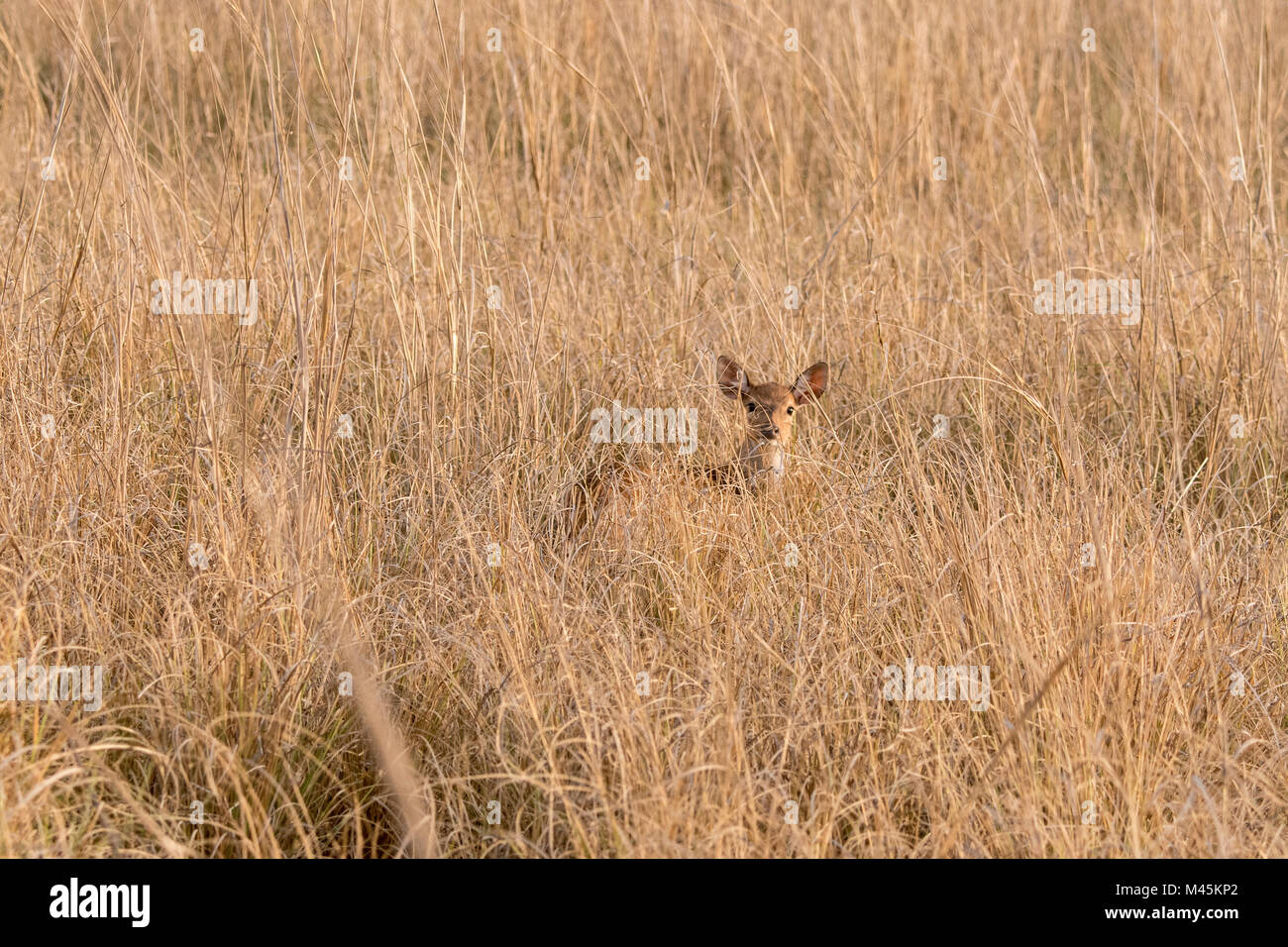 Giovani Chital selvatici o Spotted Deer Fawn, asse asse, nascondendo in erba secca in Bandhavgarh National Park, Madhya Pradesh, India Foto Stock