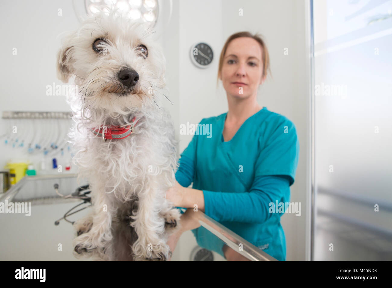 Vet con terrier barboncino di razza cane sul tavolo Foto Stock