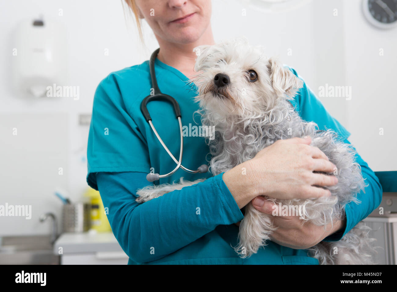 Vet portando terrier barboncino di razza cane Foto Stock