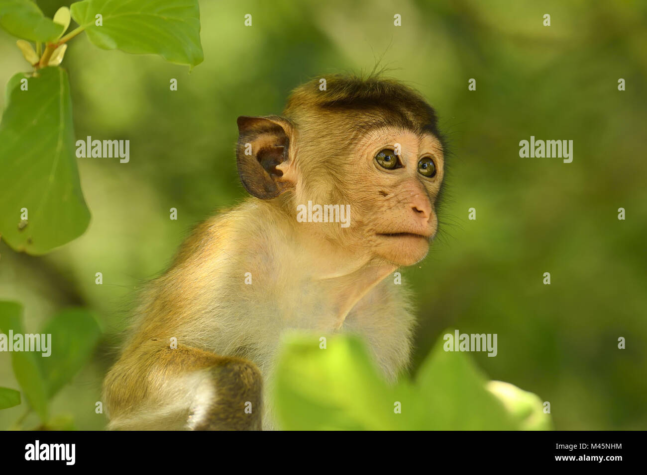 Toque macaque (Macaca sinica),animale giovane seduto in un albero,ritratto animale,Yala National Park,Sri Lanka Foto Stock