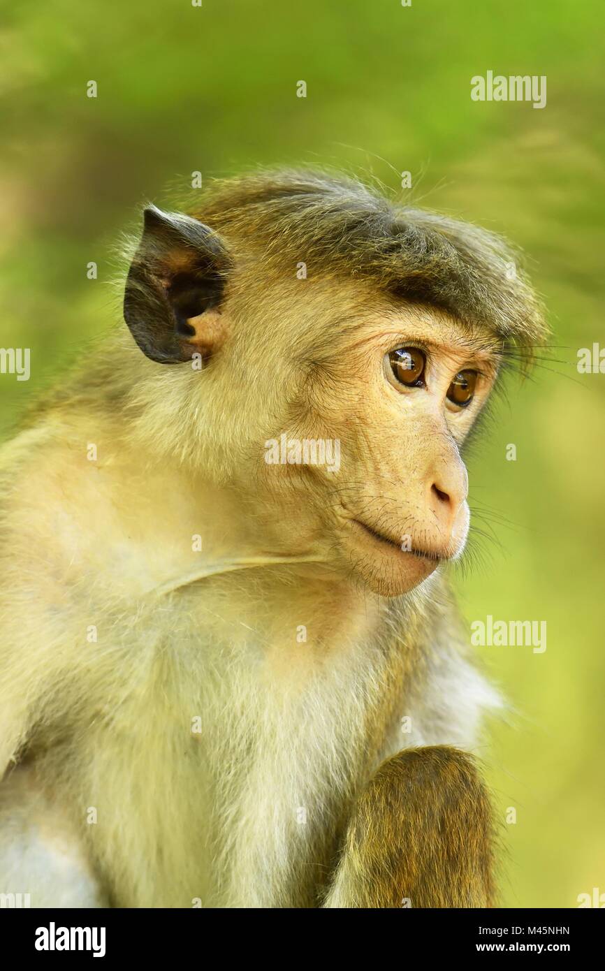 Toque macaque (Macaca sinica),animale giovane seduto in un albero,ritratto animale,Yala National Park,Sri Lanka Foto Stock