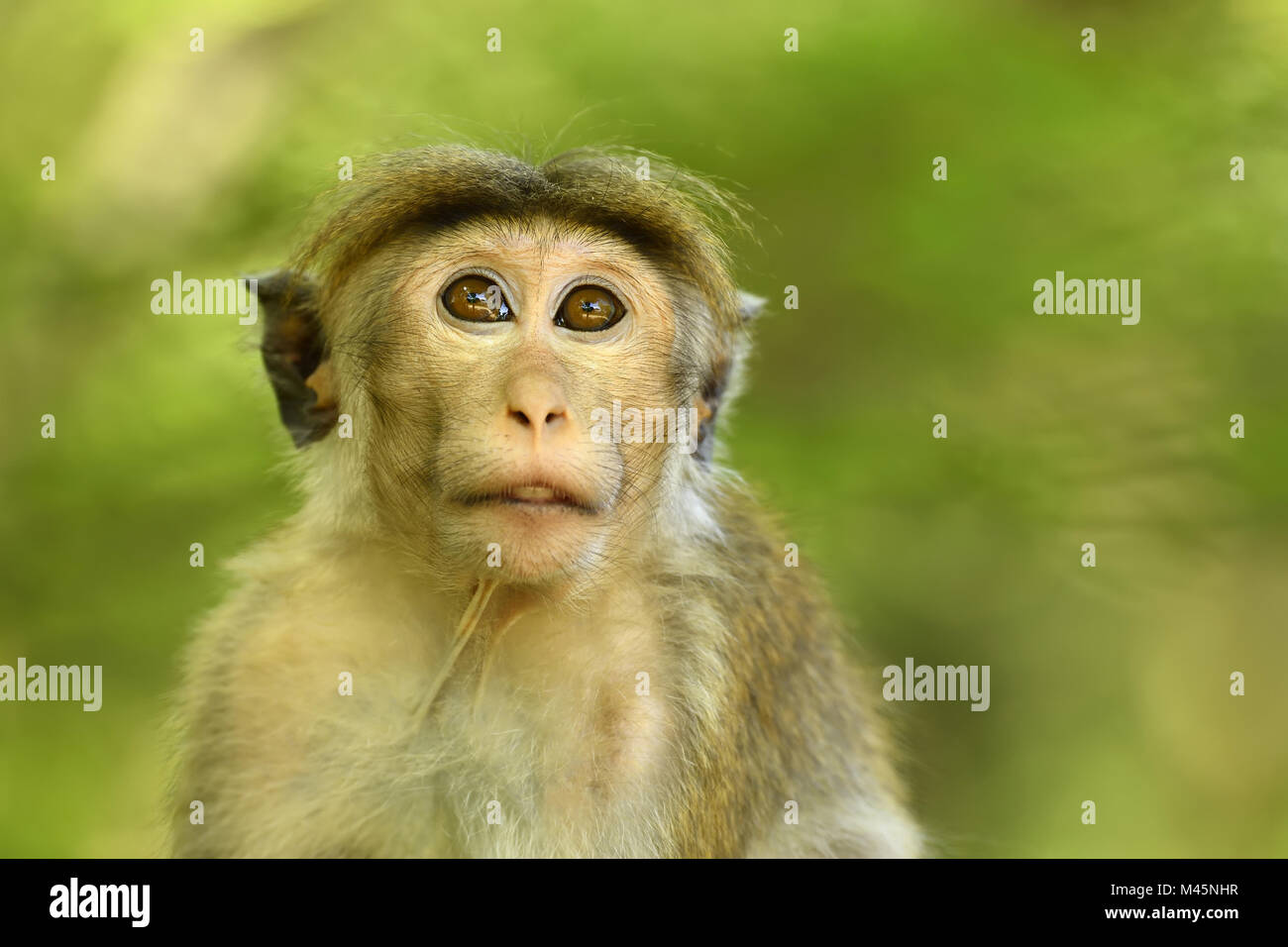 Toque macaque (Macaca sinica),animale giovane seduto in un albero,ritratto animale,Yala National Park,Sri Lanka Foto Stock