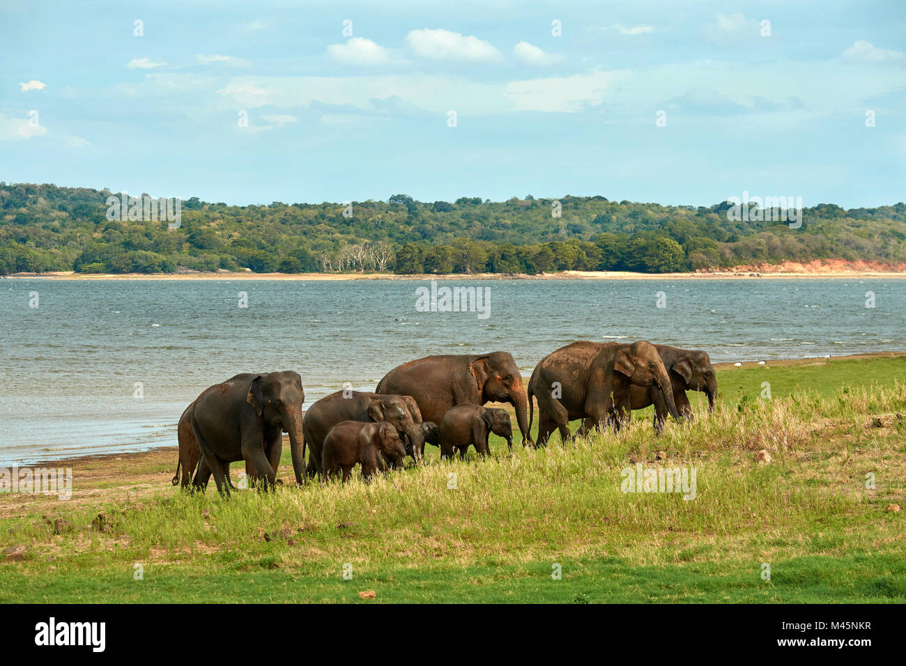 Allevamento dello Sri Lanka (elefanti Elephas maximus maximus) pascolare sul lago Minneriya,Minneriya National Park Foto Stock