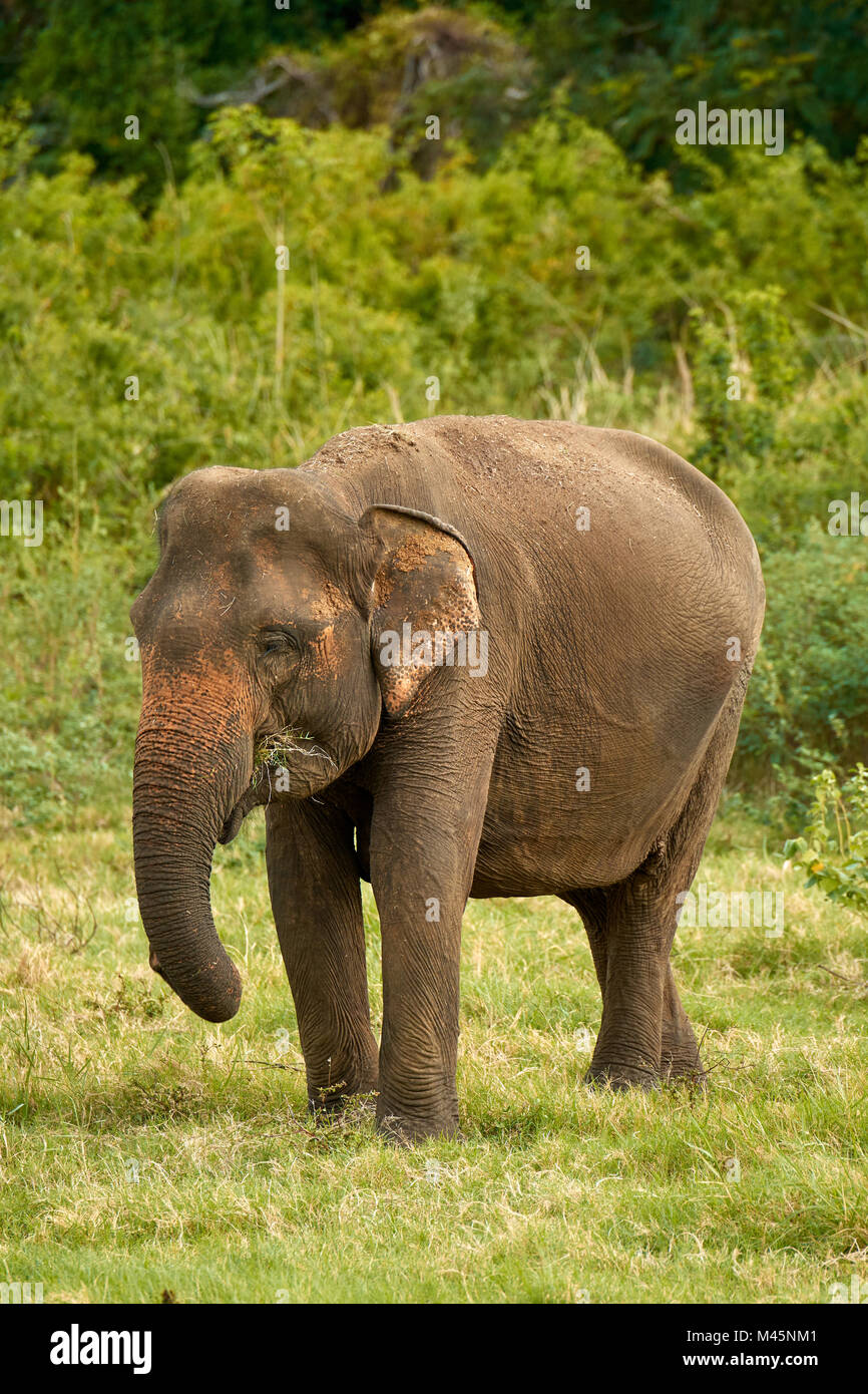 Il governo dello Sri Lanka elephant (Elephas maximus maximus) pascolare,Minneriya National Park,Nord provincia centrale,Sri Lanka Foto Stock
