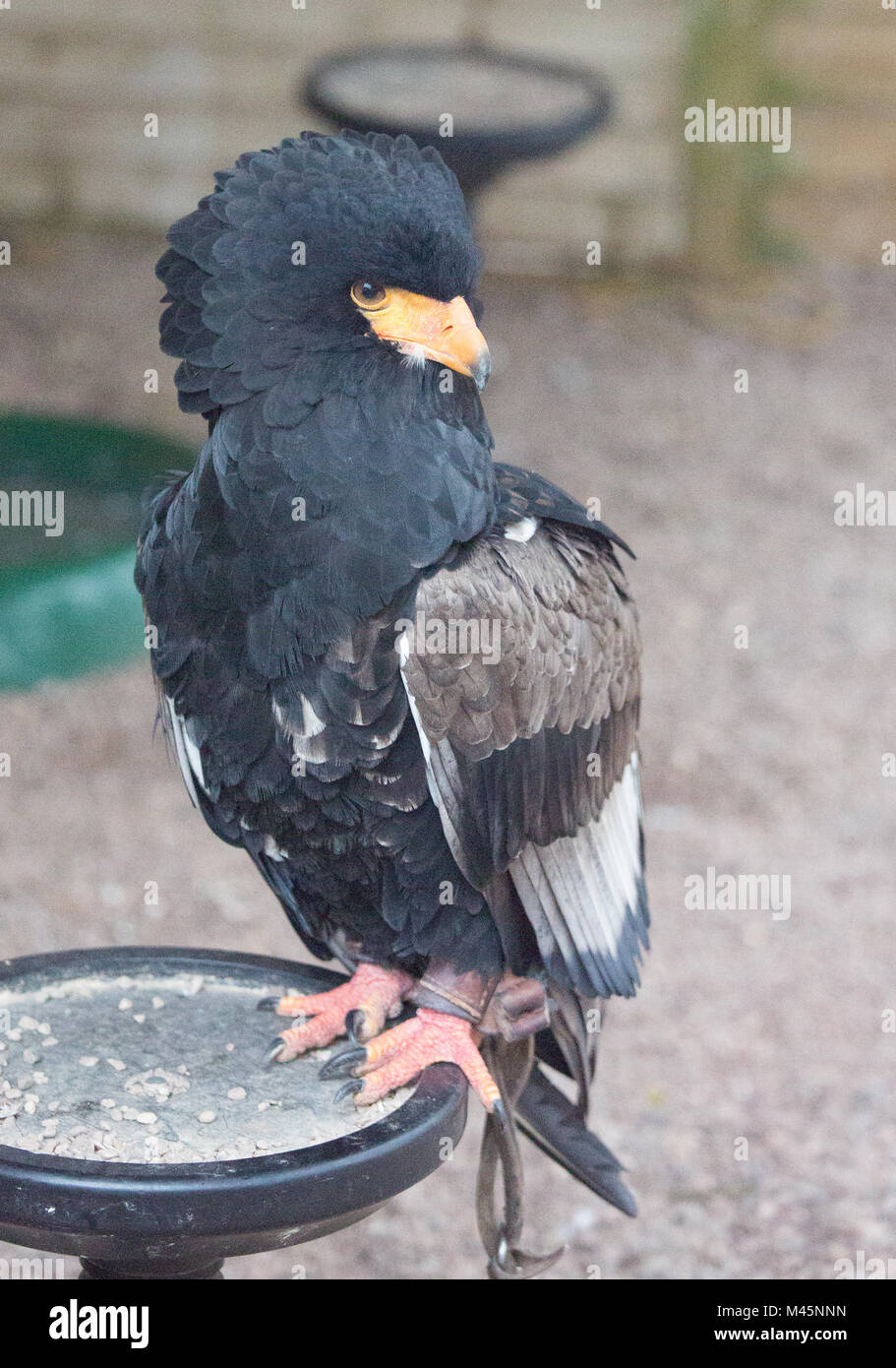 Bateleur eagle sul pesce persico Foto Stock