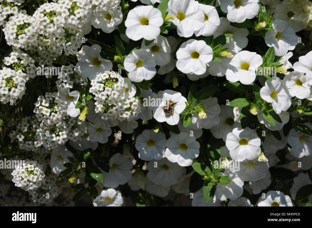 Lobularia maritima Primavera Principessa, Calibrachoa Foto Stock