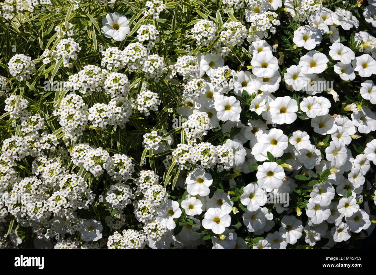 Lobularia maritima Primavera Principessa, Calibrachoa Foto Stock