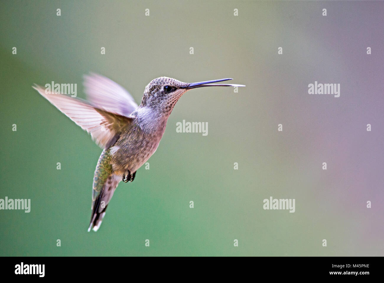 Nero-chinned hummingbird Foto Stock