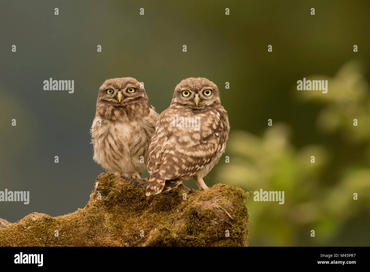 Poco civetta (Athene noctua),seduta,sguardo diretto,Renania-Palatinato, Germania Foto Stock