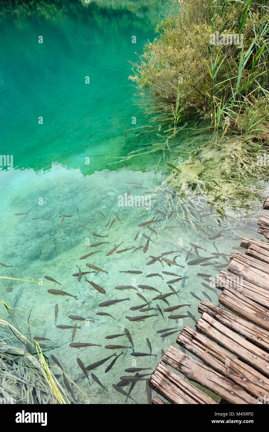 Pesci in acqua chiara dei laghi di Plitvice, Croazia Foto Stock