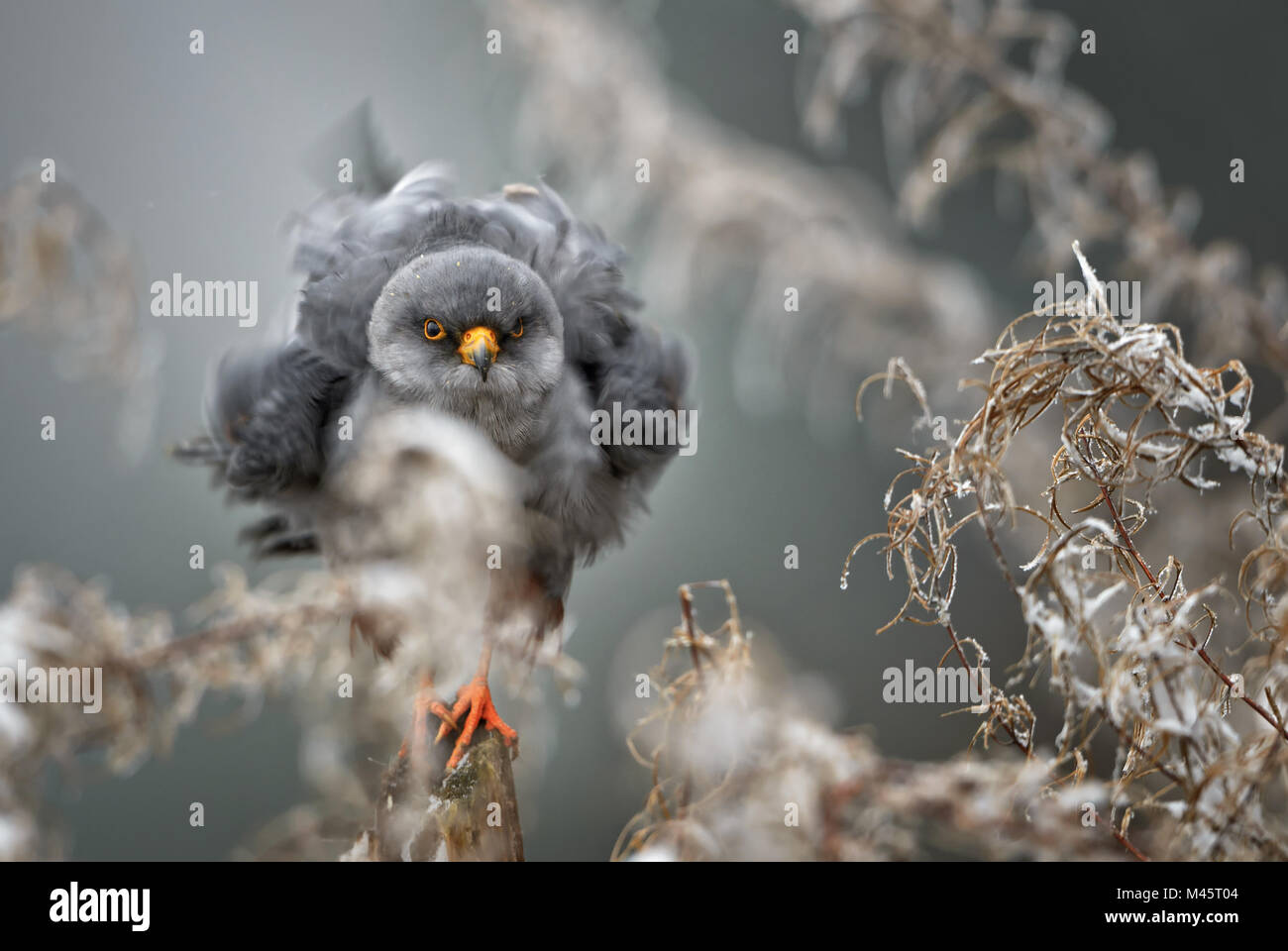 Rosso-footed Gheppio - Falco vespertinus, bella raptor da congelato inverno europeo foresta. Foto Stock