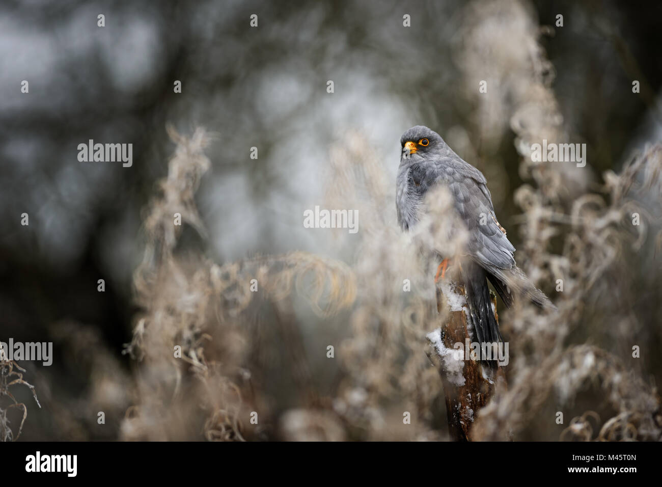 Rosso-footed Gheppio - Falco vespertinus, bella raptor da congelato inverno europeo foresta. Foto Stock