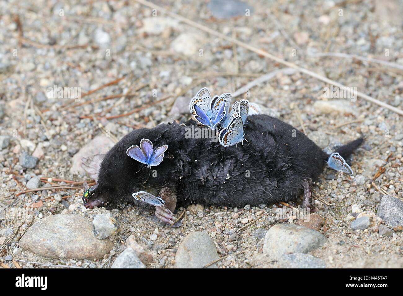 Argento-blu chiodati farfalle, Plebejus argus, nella ricerca di sali e minerali su una carcassa di una mole di morti. Foto Stock