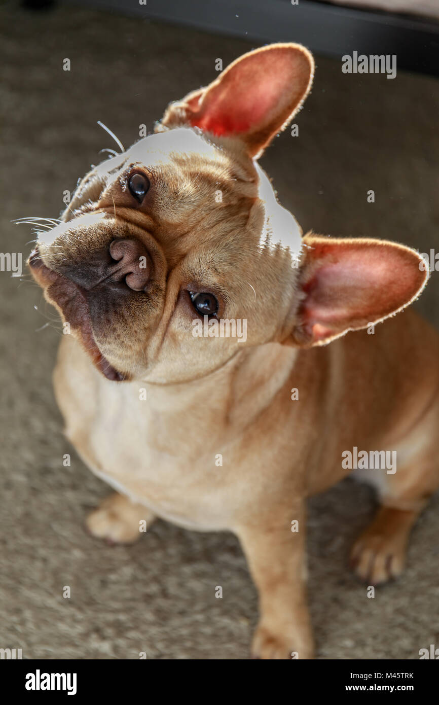 Bulldog francese si inclina la testa verso il lato con cura e impegno (secondo la scienza). Foto Stock Bulldog francese si inclina la testa verso il lato con cura e impegno (secondo la scienza). Foto Stock