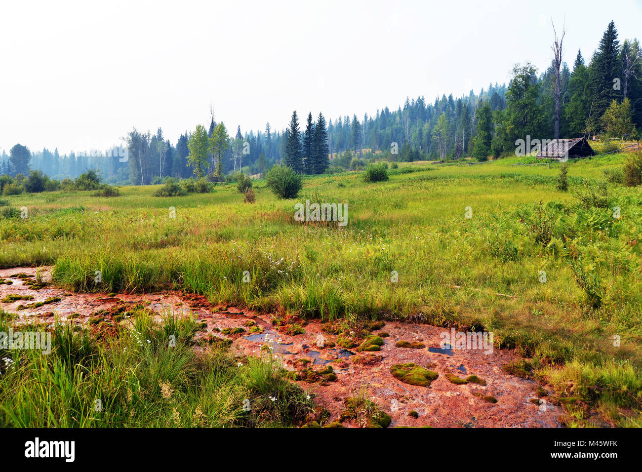 Wildnerness canadese nel Grey Park,, British Columbia, Canada. Foto Stock