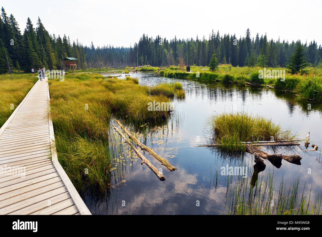 Beaver Boarkwalk Hinton , Canada Foto Stock
