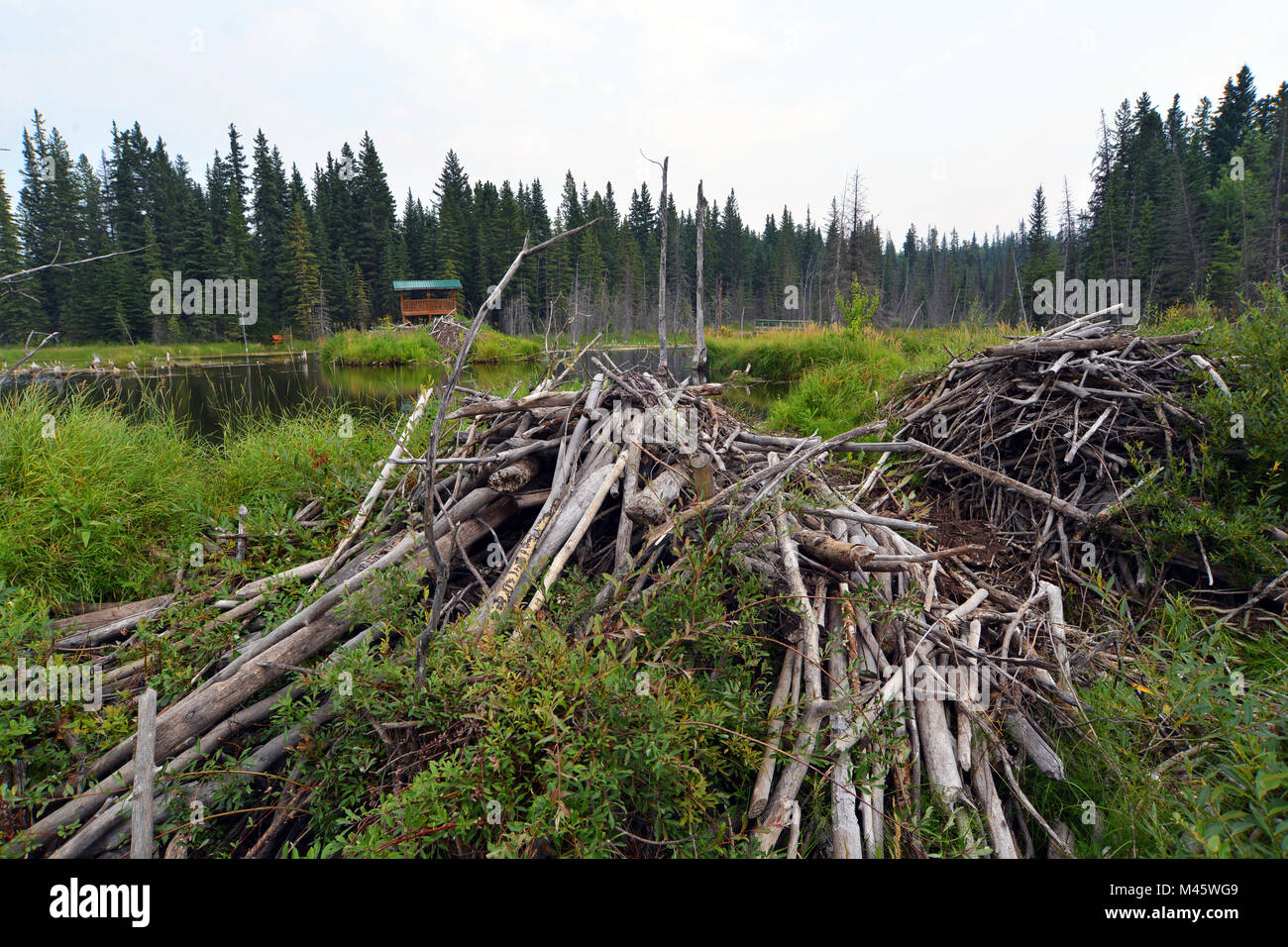 Beaver house Hinton Beaver Boardwalk, Canada Foto Stock