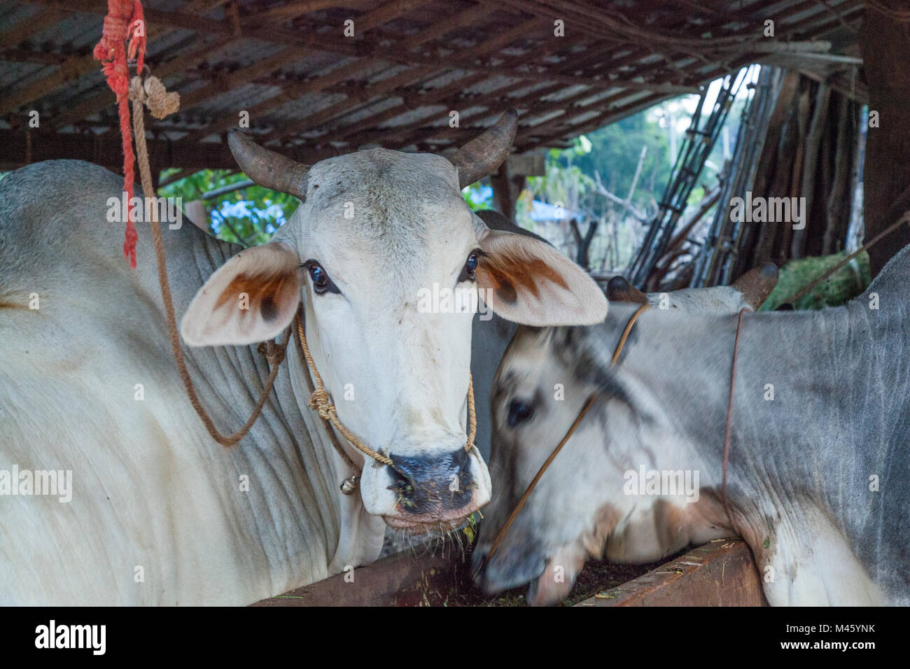 Bianco locale vacche e bestiame in Bagan Myanmar Foto Stock