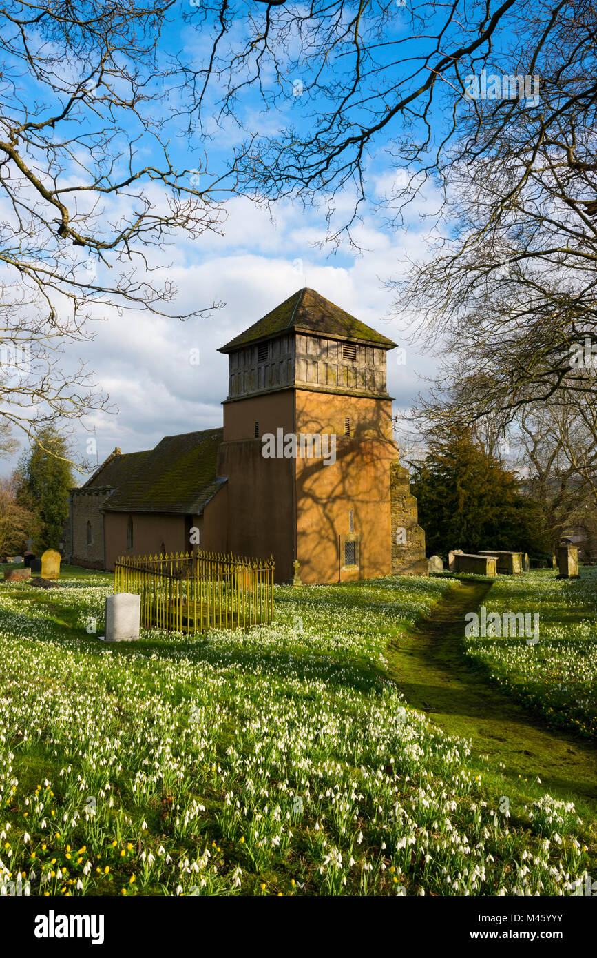 Un mare di bucaneve presso il St James Church, Shipton, Shropshire. Foto Stock