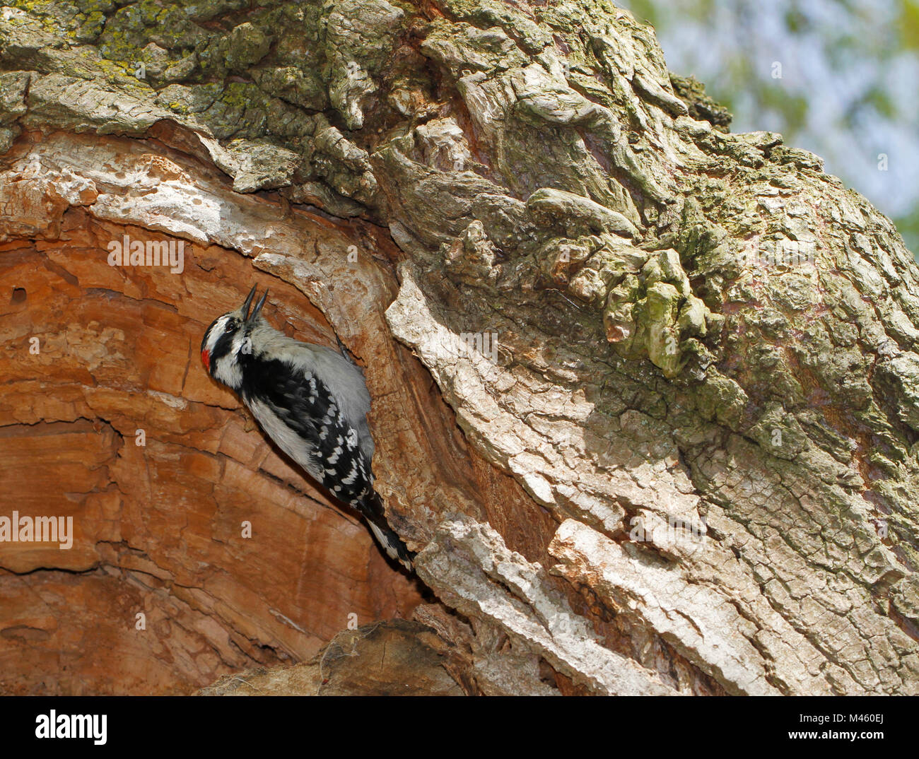 Picchio roverella, Dryobates pubescens, ricerca insetti all'interno tronco di albero in centro isola a Toronto, Ontario, Canada. Foto Stock