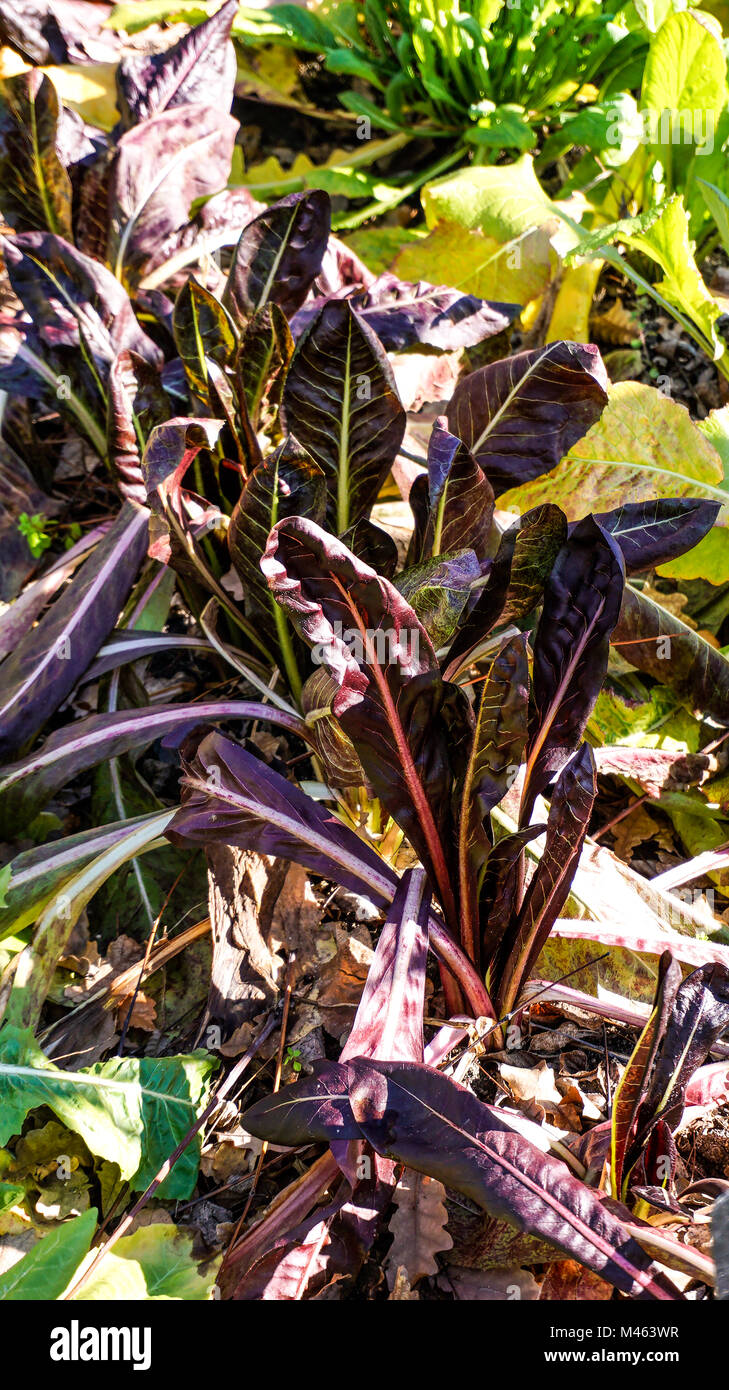 Il radicchio rosso piante closeup 1. Foto Stock