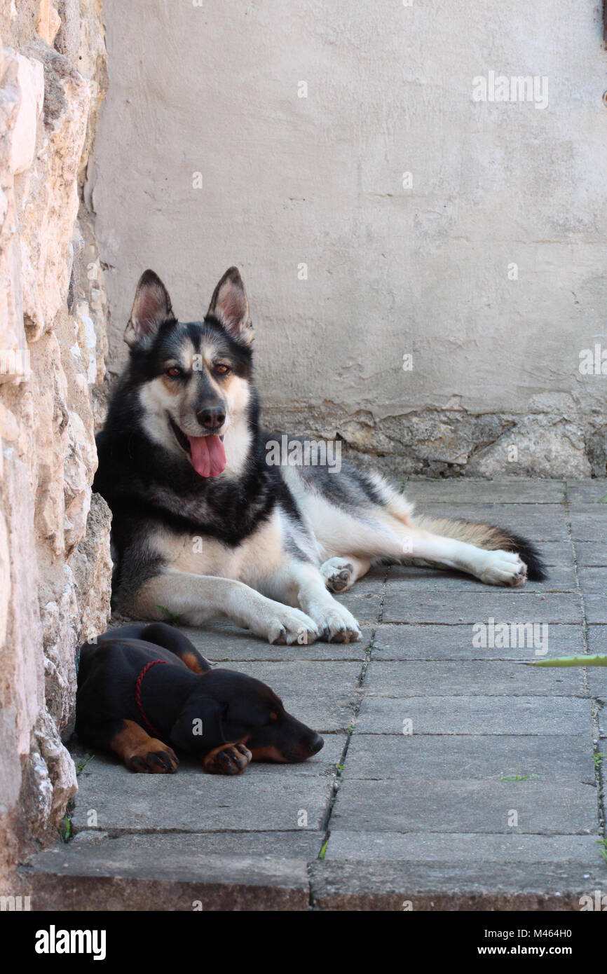 Due cani Foto Stock