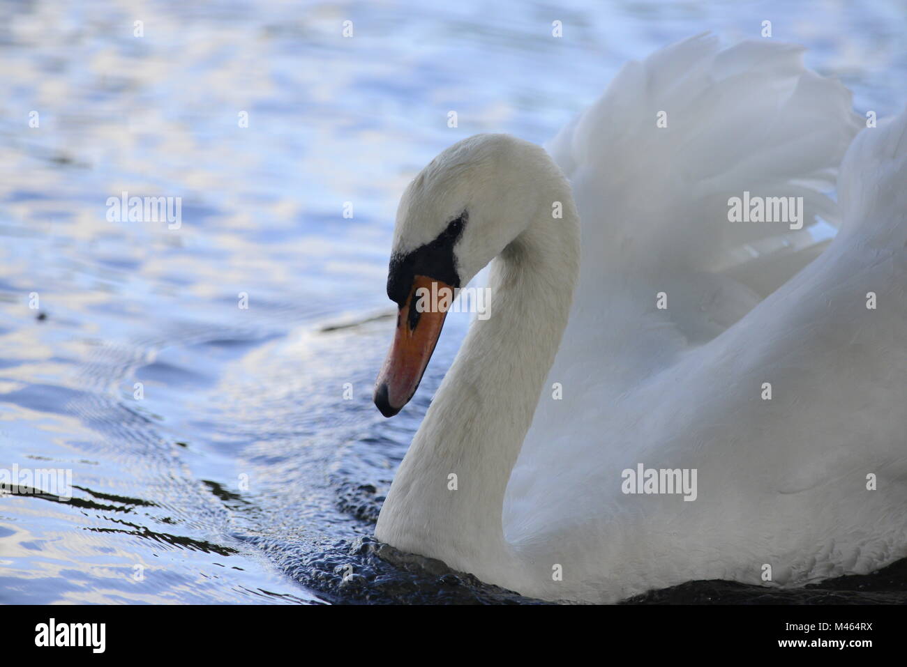 Scottish Cigno Foto Stock