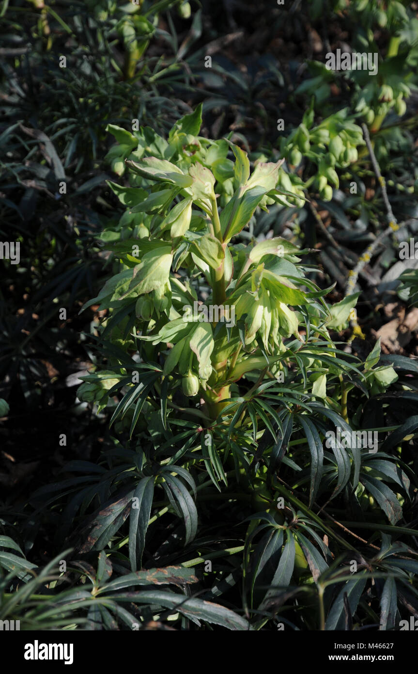 Helleborus lividus ssp. corsicus, l'elleboro Corsica Foto Stock