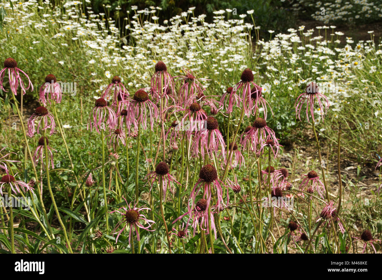 Echinaecea angustifolia, piccola foglia Coneflower viola Foto Stock