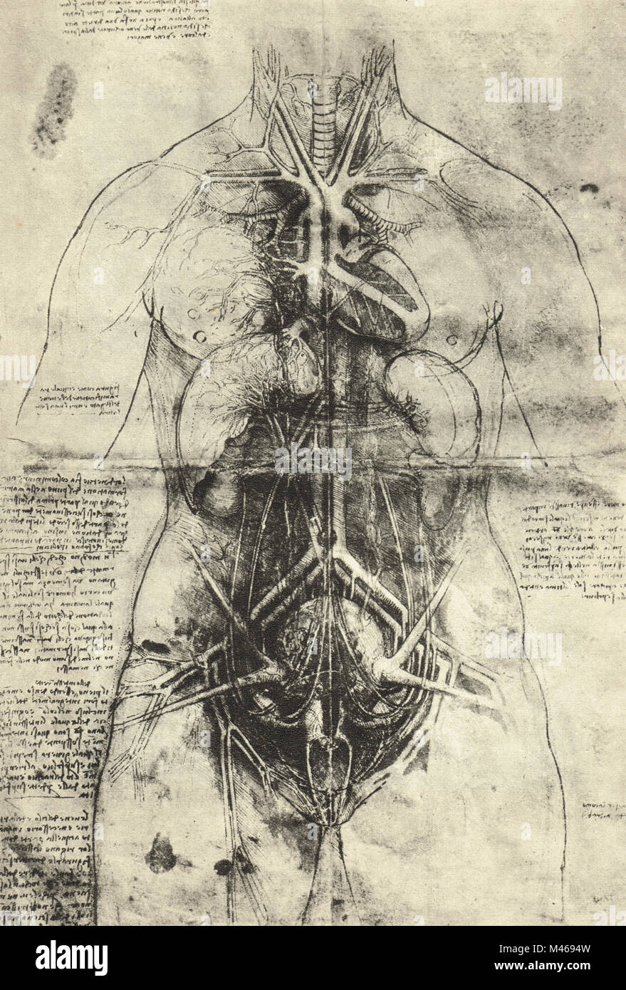 La dissezione del sistema arterioso e organi principali di una donna. Disegno anatomico da Leonardo Da Vinci, circa 1510 Foto Stock