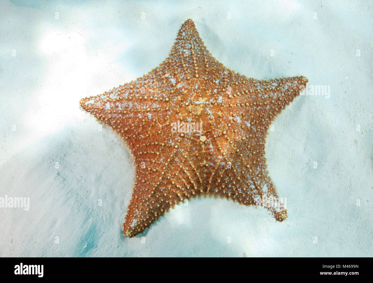 A cinque punte di colore arancione stella di mare sulla spiaggia di sabbia bianca del fondale marino in Cozumel, Messico. Foto Stock