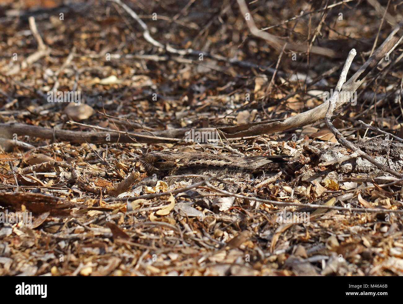 Madagascar Nightjar (Caprimulgus madagascariensis madagascariensis) adulto seduto sul nido con pulcino, mostrando il camuffamento, endemica malgascia Parc Mo Foto Stock