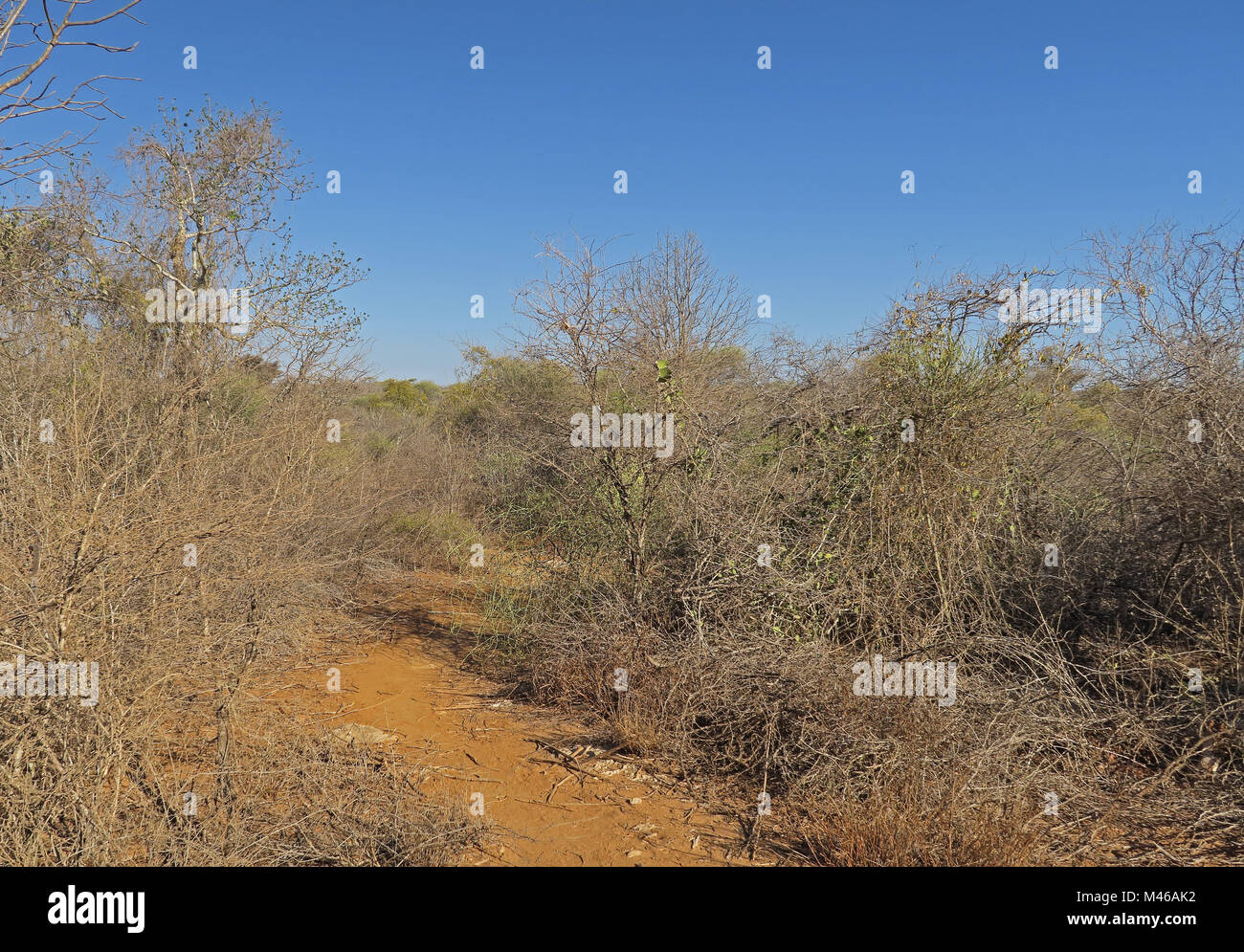Asciugare thorn forest Tulear, Madagascar Novembre Foto Stock