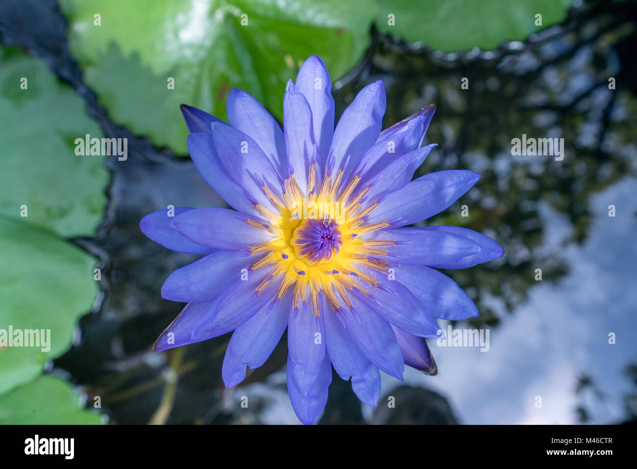 Immagine di lotus denominato Nymphaea Caerulea. Della Thailandia Foto Stock