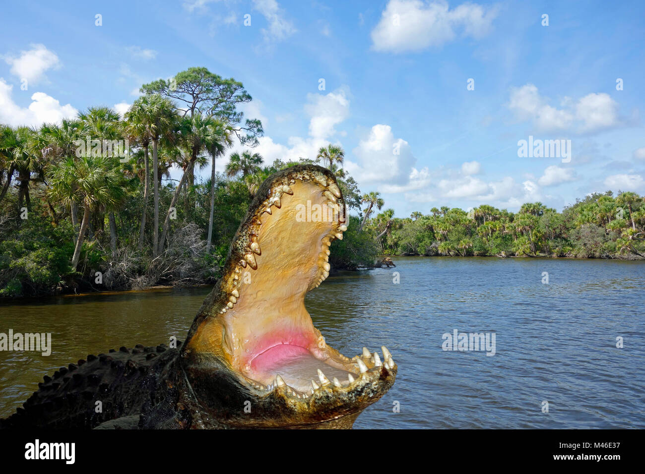Un alligatore attaccando una barca sulla Wild Myakka River, Southwest Florida, Stati Uniti d'America Foto Stock